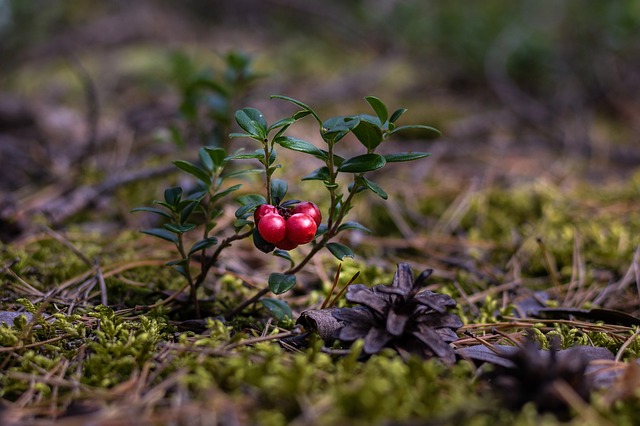 Plody brusinky